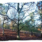 Sinaldaba: vivienda Liñares. Entorno